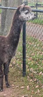 Alpaca harlekijn /appaloosa dekhengst met stamboom, Dieren en Toebehoren, Augustus, Mannelijk