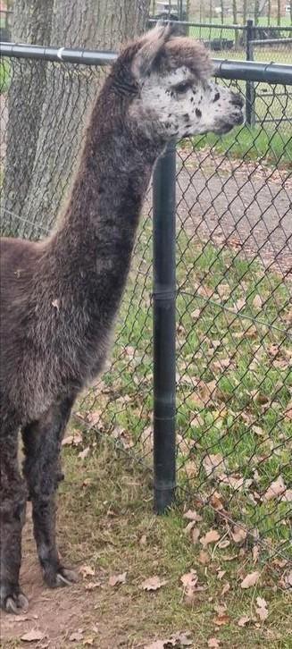 Alpaca harlekijn /appaloosa dekhengst met stamboom, Dieren en Toebehoren, Overige Dieren, Mannelijk, Augustus