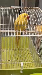 Perruche à collier 2025. Halsbandparkiet 2025. Herstal 4040, Dieren en Toebehoren, Vogels | Parkieten en Papegaaien, Mannelijk