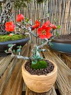 Bonsai Shohin Chaenomeles, Tuin en Terras, Ophalen