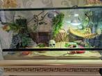 Baardagamen met terrarium en papieren., Dieren en Toebehoren, Reptielen en Amfibieën | Toebehoren, Ophalen, Zo goed als nieuw
