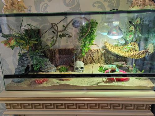 Baardagamen met terrarium en papieren., Dieren en Toebehoren, Reptielen en Amfibieën | Toebehoren, Zo goed als nieuw, Ophalen