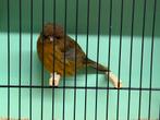 Kwalitatieve Norwichen en Fife fancy, Dieren en Toebehoren, Vogels | Kanaries, Meerdere dieren, Postuurkanarie