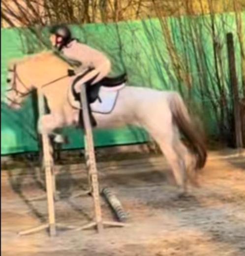 Lesgever/ lesgeefster gezocht, Dieren en Toebehoren, Paarden