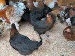 Marans kippen, Dieren en Toebehoren