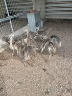 Nandoe kuikens, Dieren en Toebehoren, Pluimvee