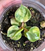 Philodendron billitiae variegated, Huis en Inrichting, Kamerplanten, Ophalen