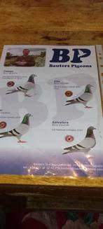 Duiver 4093094 2025  ras Bauters gavere, Dieren en Toebehoren