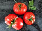 5 graines de tomate Saint Pierre BIO, Graine, Printemps, Envoi