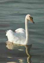 SIERLIJKE  ZWAAN, Verzamelen, Postkaarten | Dieren, Verzenden, 1980 tot heden, Gelopen, Vogel