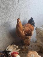Brahma buff columbia haan, Dieren en Toebehoren, Pluimvee, Mannelijk, Kip