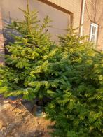 Nordmann kerstbomen 175 cm, Diversen, Kerst, Ophalen, Zo goed als nieuw