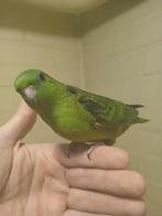 Perruche Catharina apprivoisée à la main 2025, Animaux & Accessoires, Oiseaux | Perruches & Perroquets, Femelle, Perruche, Domestique