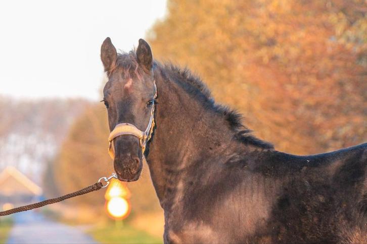 Knap Fries hengst veulen, Dieren en Toebehoren, Paarden, Hengst, Niet van toepassing, 160 tot 165 cm, 0 tot 2 jaar, Met stamboom