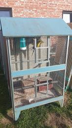 Een koppel berg parkieten te koop, Meerdere dieren, Parkiet, Geringd