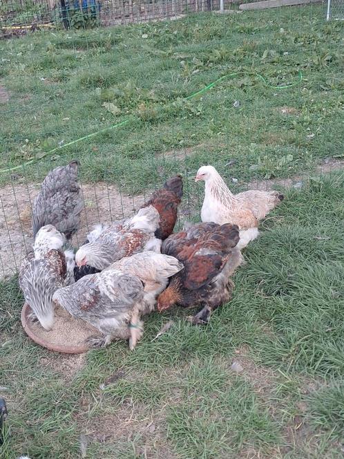Brahma zalm hanen, Dieren en Toebehoren, Pluimvee