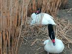 Zwarthalszwaan man, Dieren en Toebehoren, Mannelijk, Gans of Zwaan