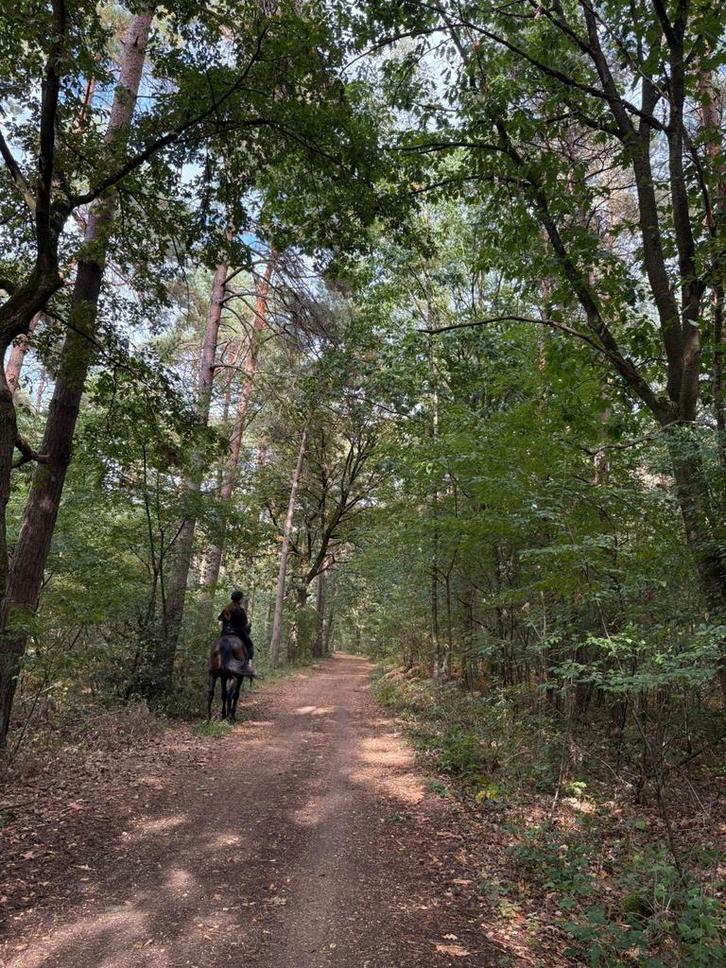Opzoek naar een wei te huur regio heusden-zolder, Dieren en Toebehoren, Stalling en Weidegang