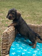 Ruwharige teckel pups, België, CDV (hondenziekte), 8 tot 15 weken, Dwerg