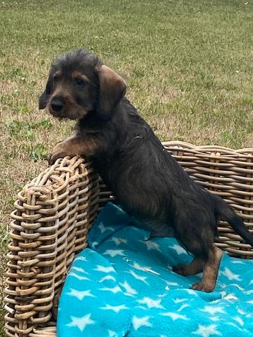 Chiots teckel à poil dur, Poils durs, Plusieurs, Belgique, Plusieurs animaux