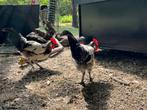Brabants hoen haantjes, Dieren en Toebehoren, Pluimvee, Mannelijk, Kip