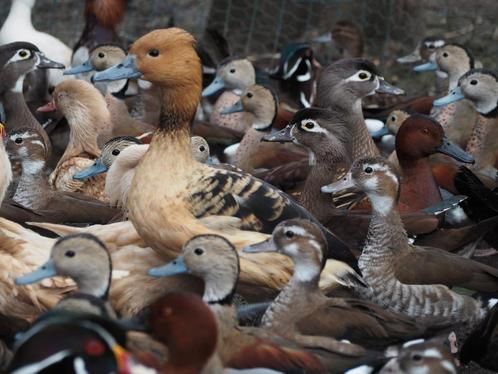 Eenden siereenden, Dieren en Toebehoren, Pluimvee, Eend, Meerdere dieren