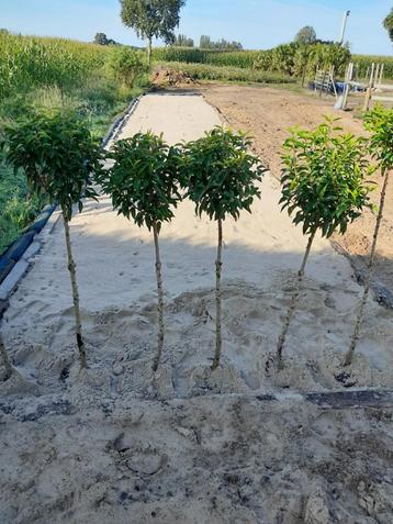 Prunus Lusitanica Angustifolia op stam beschikbaar voor biedingen