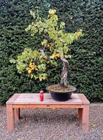 Bonsai Betula pendula, Tuin en Terras, Ophalen