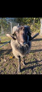 Ouessant ram, Dieren en Toebehoren, Schapen, Geiten en Varkens, Mannelijk, Schaap, 0 tot 2 jaar