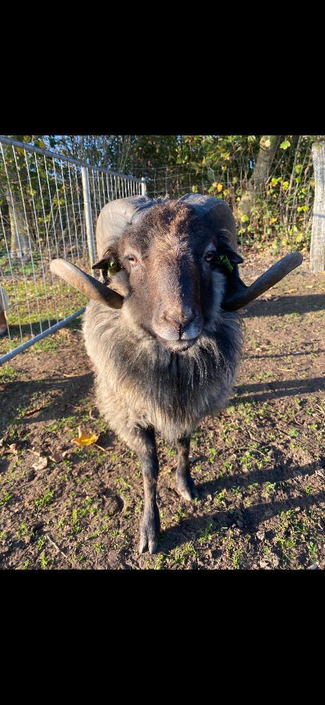 Ouessant ram, Dieren en Toebehoren, Schapen, Geiten en Varkens, Schaap, Mannelijk, 0 tot 2 jaar