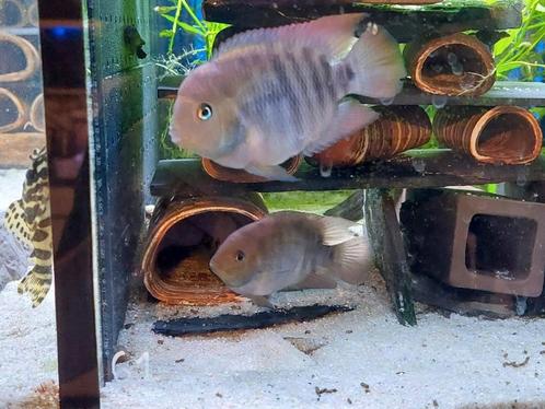 Jong koppel Cryptoheros sajica, Dieren en Toebehoren, Vissen | Aquariumvissen, Zoetwatervis, Vis