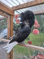 Raadsheer, Dieren en Toebehoren, Vogels | Duiven
