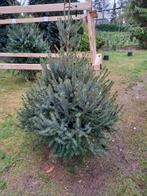 Straatkerstbomen te koop, Jardin & Terrasse, Plantes | Arbres, Enlèvement