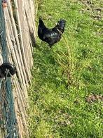 Jonge Ayam Cemani haan, Dieren en Toebehoren, Pluimvee, Mannelijk, Kip