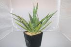 agave xylonacantha, Vetplant, Ophalen of Verzenden, In pot, Minder dan 100 cm