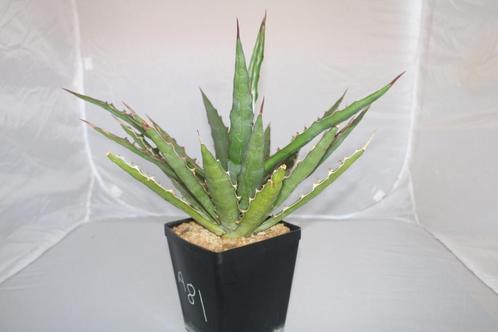 agave xylonacantha, Huis en Inrichting, Kamerplanten, Vetplant, Minder dan 100 cm, Groene kamerplant, Volle zon, In pot, Ophalen of Verzenden
