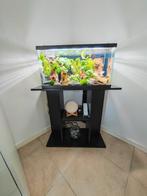 Compleet aquarium 60 liter — klaar voor gebruik!, Ophalen, Gebruikt