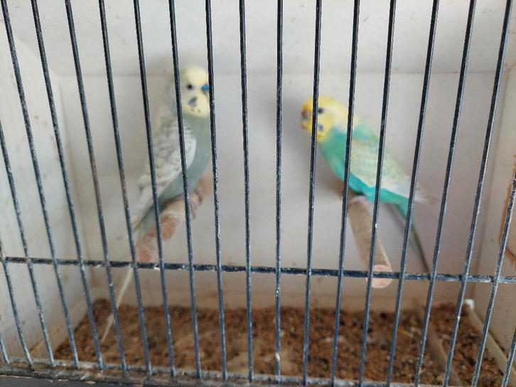 Kweekrijpe grasparkieten à 12€ per koppel, Dieren en Toebehoren, Vogels | Parkieten en Papegaaien