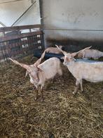 Racka schapen rammen, Dieren en Toebehoren, Schapen, Geiten en Varkens, Mannelijk, Schaap, 0 tot 2 jaar
