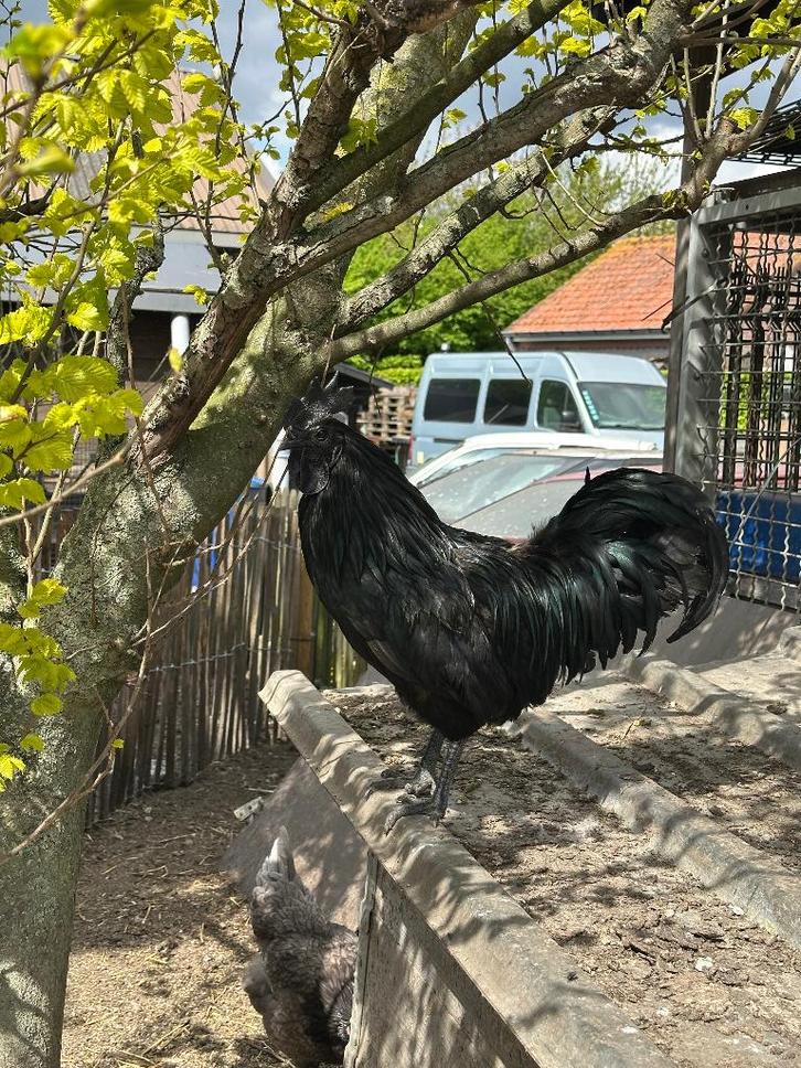 Ayam cemani haan, Animaux & Accessoires, Volatiles, Poule ou poulet, Mâle