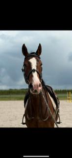 5j merrie Springpaard, Dieren en Toebehoren, Paarden, Merrie, Z, Springpaard