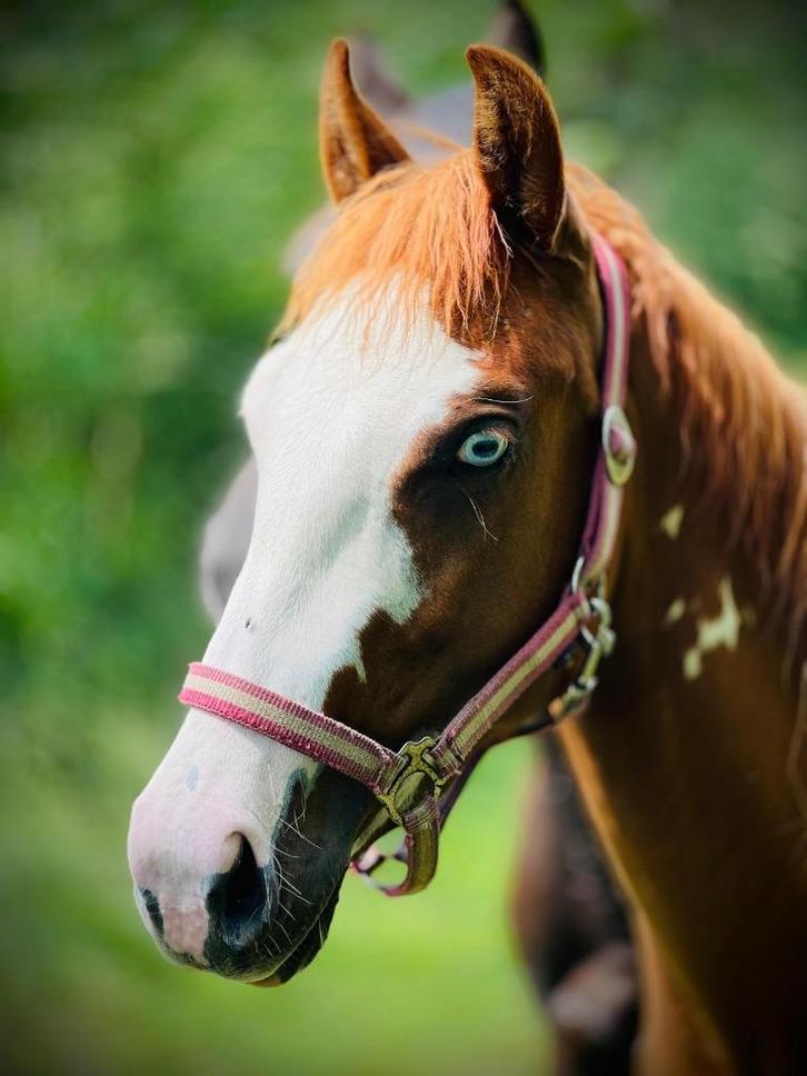 Apparte 2 jarige merrie APHA, Dieren en Toebehoren, Paarden, Merrie, Zadelmak, Minder dan 160 cm, 0 tot 2 jaar, Westernpaard, Met stamboom