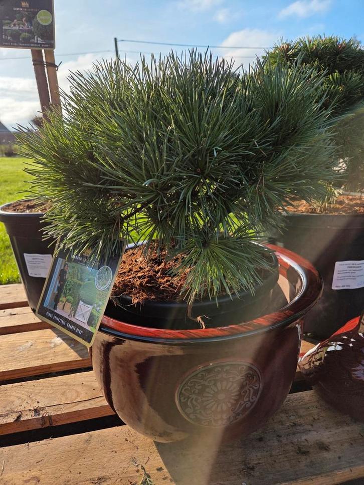 Pinus Sylverstris chantry, Tuin en Terras, Planten | Bomen, Halfschaduw, Ophalen