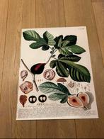 Wanddecoratie vijgen, Ophalen of Verzenden, Zo goed als nieuw