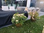 Vier  porselein bloempotten met plant., Ophalen, Gebruikt
