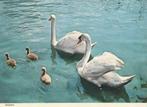 ZWANEN  MET  3  JONGEN   + Mooie postzegel !, Collections, Cartes postales | Animaux, Envoi, 1980 à nos jours, Affranchie, Oiseaux