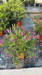 Polygala - bloeit ganse lente/ zomer, Tuin en Terras, Ophalen, Lente