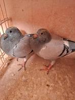 2 jonge duifjes van 2026, Dieren en Toebehoren, Meerdere dieren, Postduif