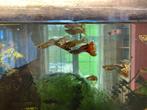 guppies 3 euro voor 10, Dieren en Toebehoren, Vis, Zoetwatervis