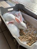 Jonge Konijnen Wit van Dendermonde! €7,- Per stuk! Heb er 5!, Dieren en Toebehoren, Konijnen, Meerdere dieren, Klein, 0 tot 2 jaar